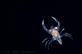   Larval Crab Blackwater Dive off Kona Hawaii  